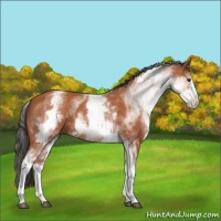 Horse Color:White Spotted Bay Sabino 