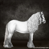 Horse Color:Gray Silver Black Sabino Appaloosa 