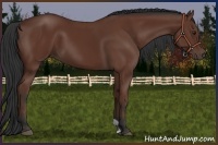 Horse Color:Bay 