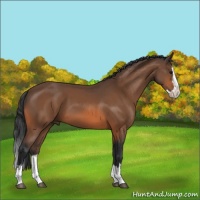Horse Color:Bay Sabino Splash 