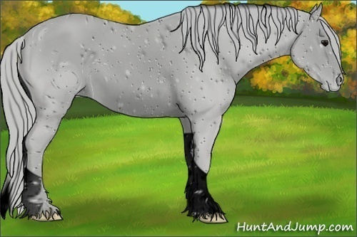 Horse Color:ERROR: UNKNOWN ANOMALY