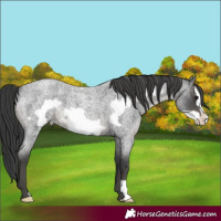 Horse Color:Blue Roan Frame 