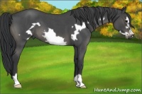Horse Color:Blue Roan Frame