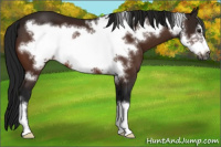 Horse Color:Gray Bay Frame