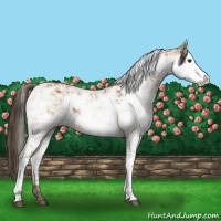 Horse Color:Bay Sabino Rabicano and Buckskin Sabino Rabicano