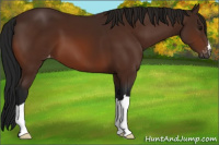 Horse Color:Gray Bay Varnish