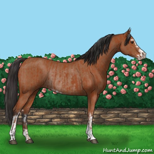 Horse Color:Bay Sabino Rabicano  and Bay Sabino Rabicano 