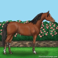 Horse Color:Bay Sabino Rabicano  and Bay Sabino Rabicano 