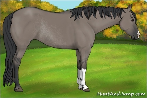 Horse Color:Grullo Rabicano 