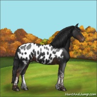 Horse Color:Liver Chestnut Tobiano Appaloosa