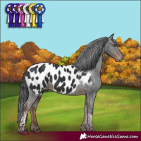 Horse Color:Liver Chestnut Tobiano Appaloosa 