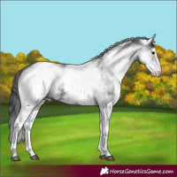 Horse Color:White Spotted Black