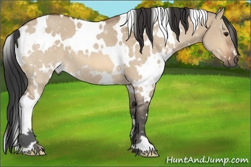 Horse Color:White Spotted Bay Dun