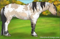 Horse Color:White Spotted Bay Dun