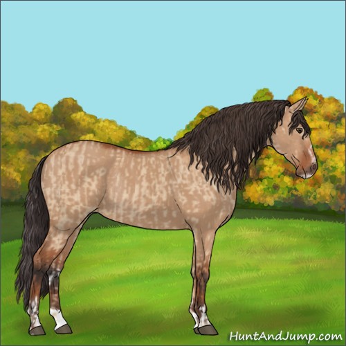 Horse Color:Bay Dun Sabino Rabicano  and Bay Dun Sabino Rabicano 
