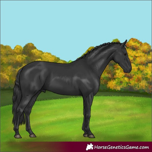 Horse Color:Black 