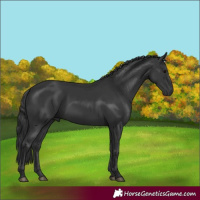 Horse Color:Black 