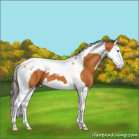 Horse Color:Buckskin Splash Tobiano 