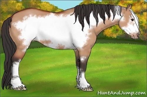 Horse Color:Bay Dun Frame 