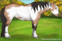 Horse Color:Bay Dun Frame 