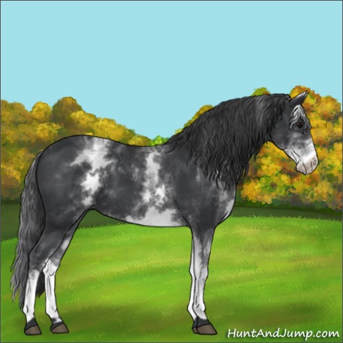 Horse Color:White Spotted Black