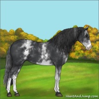 Horse Color:White Spotted Black 