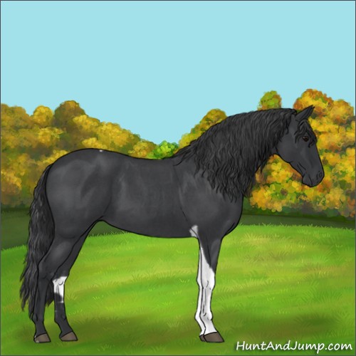 Horse Color:Blue Roan Tobiano