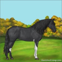 Horse Color:Blue Roan Tobiano 