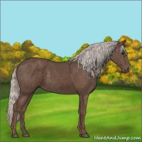Horse Color:Silver Black 