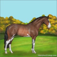 Horse Color:Bay Sabino Rabicano 