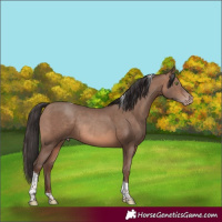 Horse Color:Sable Champagne Tobiano Rabicano 