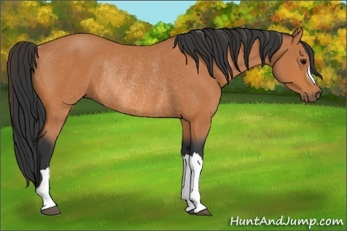 Horse Color:Bay Rabicano 