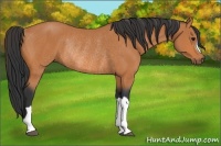 Horse Color:Bay Rabicano 