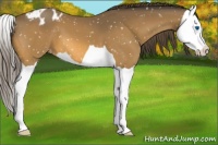Horse Color:Buckskin Splash Appaloosa 