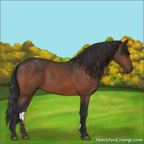 Horse Color:Bay 