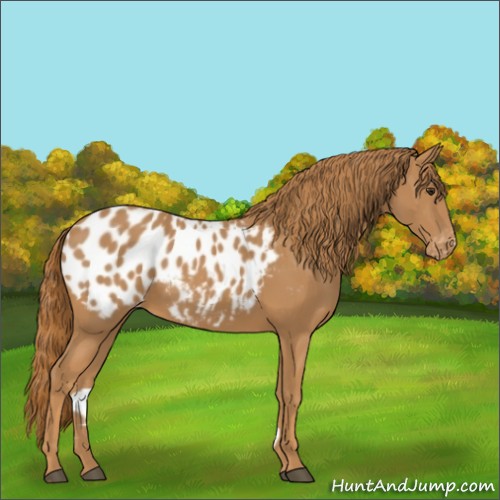 Horse Color:Chestnut Blanket 