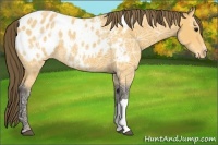 Horse Color:Buckskin Ice Appaloosa 