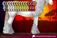 Horse Color:Chestnut Tobiano Frame Appaloosa