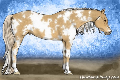Horse Color:White Spotted Palomino