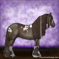 Horse Color:White Spotted Liver Chestnut 