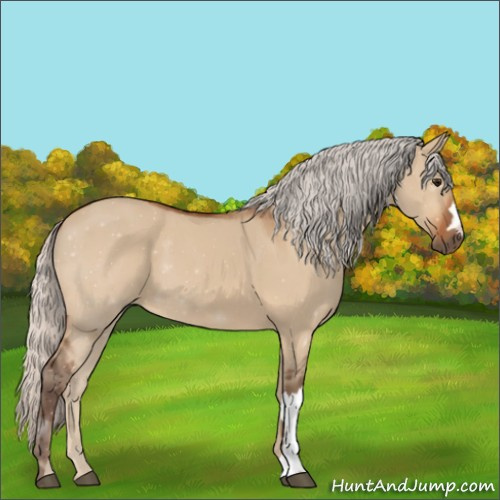 Horse Color:Silver Bay Dun 