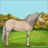 Horse Color:Silver Bay Dun