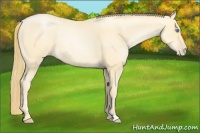 Horse Color:Buckskin Roan Pearl  and Buckskin Roan Pearl 