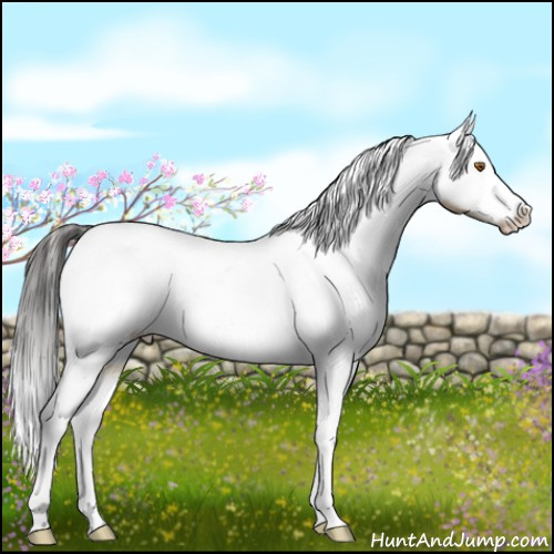 Horse Color:White Spotted Buckskin Dun Appaloosa 