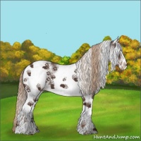 Horse Color:White Spotted Liver Chestnut 