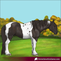 Horse Color:Liver Chestnut Tobiano 