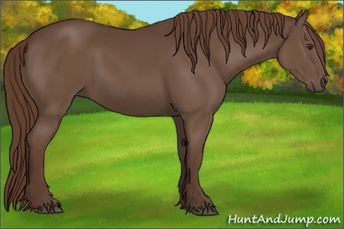Horse Color:Liver Chestnut 