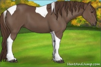 Horse Color:Liver Chestnut Tobiano 