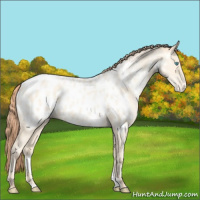 Horse Color:Amber Cream Champagne Pearl Appaloosa 