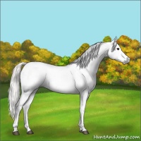 Horse Color:Gray Silver Grullo Sabino Splash Appaloosa 